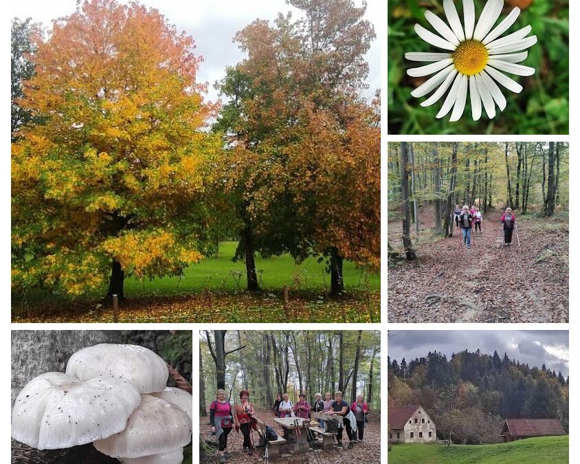Debeli hrib – Žaba